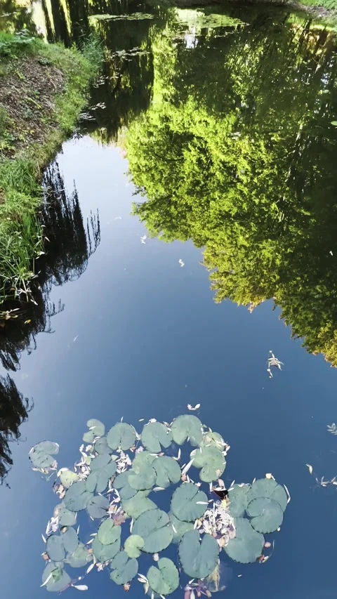 Green Nymphaea leaves on the surface of a pond and mirror reflection of trees  Stock-Footage 299710160
