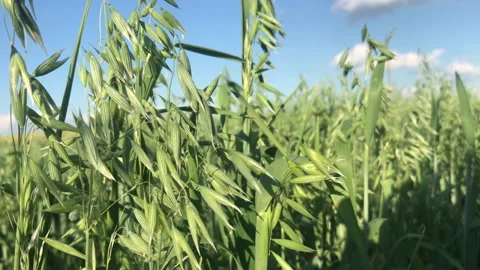 Green oak 4k Stock Footage 156601175