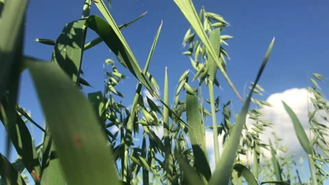 Green Oak 4k Stock Footage 156601592