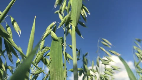 Green Oak 4k Stock Footage 156601615