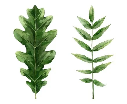 Green oak and rowan leaf. Watercolour tree leaves set. Botanical illustration Stock Illustration