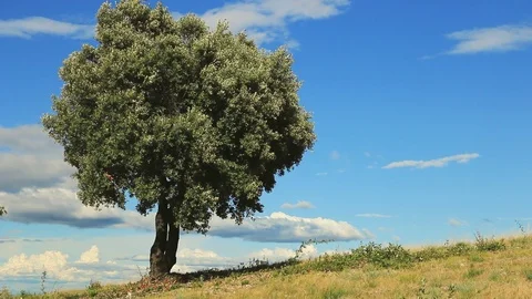 Green oak on a background of blue sky. Stock Footage 121531449