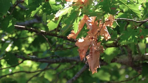 Green oak branch Video stock 67552680