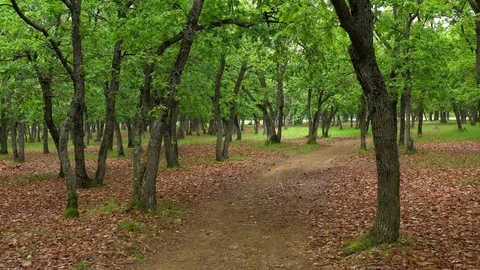 Green oak forest 스톡 동영상 107812896