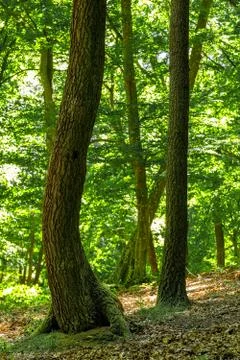 Green oak forest in spring time Foto stock
