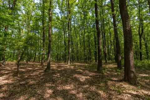 Green oak forest in spring time Stock Photos