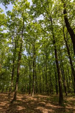Green oak forest in spring time Stock Photos
