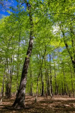 Green oak forest in spring time Stock-Fotos