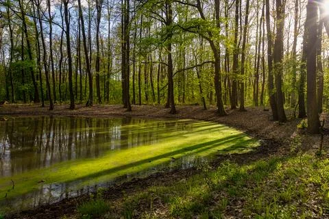 Green oak forest in spring time with a small lake Stock Photos