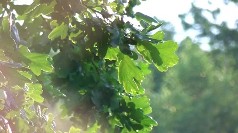 Green oak hd Stock-Footage 53496728
