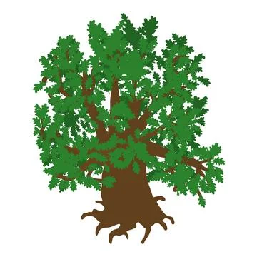 Green oak icon isometric vector. Old green freestanding deciduous tree with root Stock Illustration