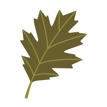Green Oak Leaf Isolated Vector Element Flat Style Icon Stock Illustration