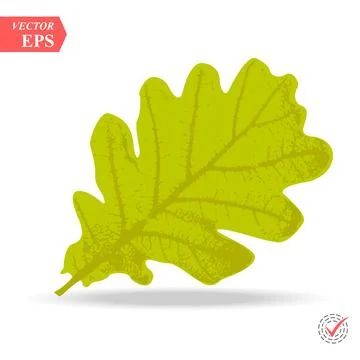 Green oak leaf isolated on white background vector Stock Illustration