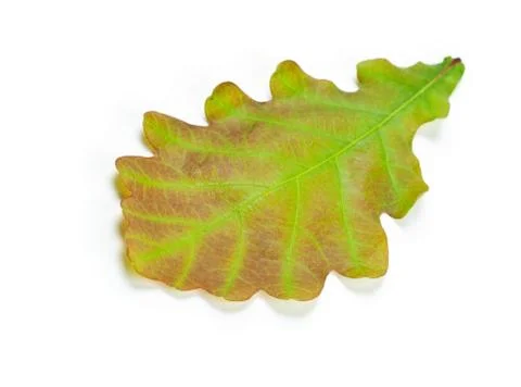 Green oak leaf Stock Photos