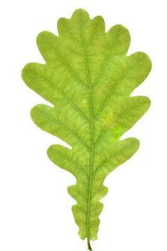 Green oak leaf Foto stock