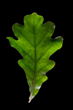 Green oak leaf Stock Photos