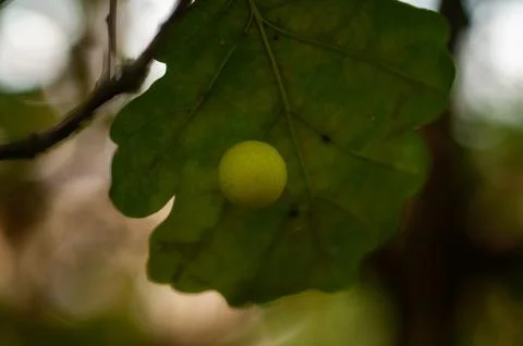 Green oak leaf with a single yellow gall on its surface Stock Photos