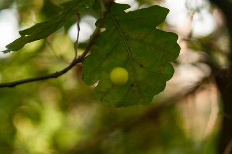 Green oak leaf with a small yellow gall on its surface Stock Photos