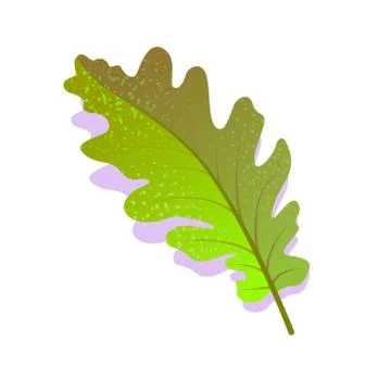 Green oak leaf textured with shadow, isolated on white background. Realistic Stock Illustration