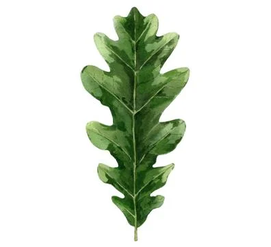 Green oak leaf. Watercolour tree leaves. Botanical illustration isolated on Stock Illustration
