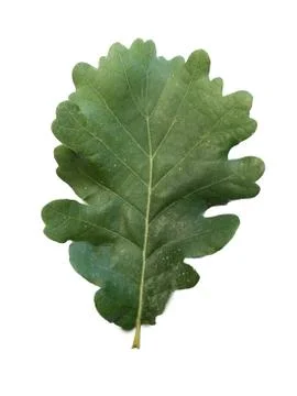 Green oak leaf on a white background.Texture or background Stock Photos
