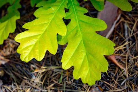 Green oak leafs Stock Photos