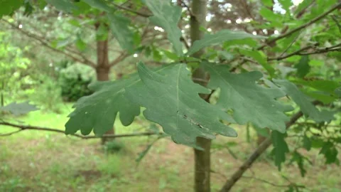 Green oak leaves on a branch on a cloudy day. leaves of the oak tree in nature Stock-Footage 100239228