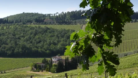 Green oak leaves move in the wind with a typical Tuscan farmhous Stock Footage 155161291