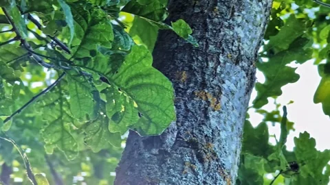Green oak leaves moving in the wind with sunlight filtering through the forest Stock Footage 343978052