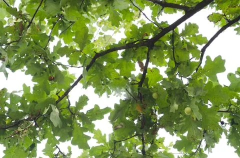 Green oak leaves pattern. Sunlight goes through oak leaves. View through tree Stock Photos