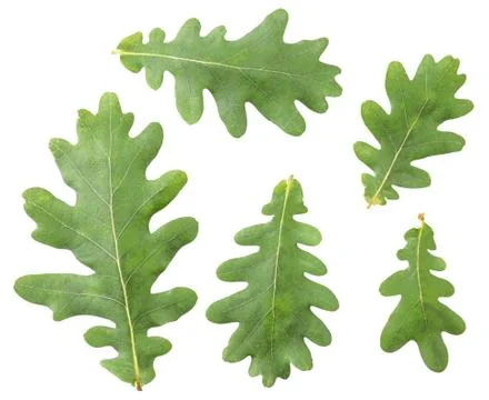 Green oak leaves set. The view from top Stock Photos