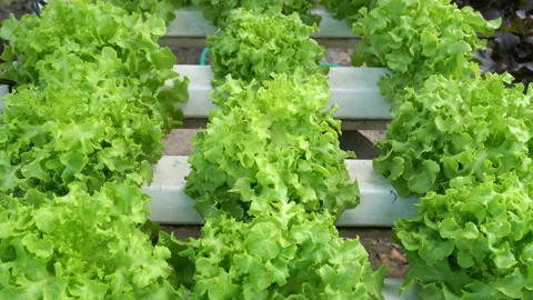 Green oak lettuce leaf Stock Footage 232594016