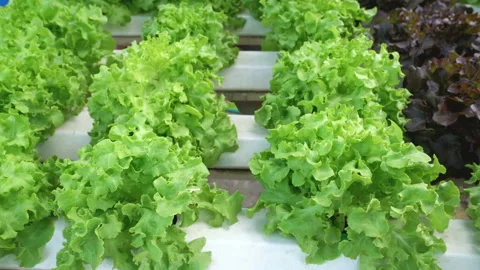 Green oak lettuce leaf Video stock 232606240