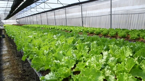Green Oak Lettuce in organic farm at Lop buri, Stock-Footage 121394953