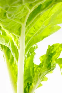 Green oak lettuce Stock Photos