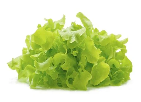 Green oak lettuce with water drops on white background. Stock Photos