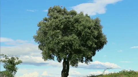 Green oak in the mountains. Stock Footage 121531045