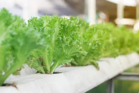 Green oak salad, hydroponic grown Stock Photos