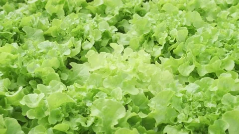 Green oak salad leafs vegetable blown by the wind in organic greenhouse farm. Stock Footage 232028338