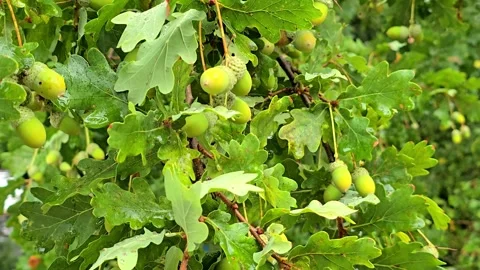 Green oak tree branches with acorns and leaves covered in rain drops Stock Footage 344708346