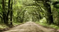 green oak tree canopy dirt road HD Footage