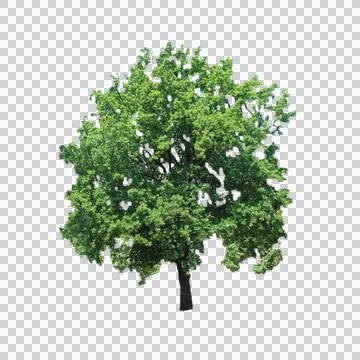 Green Oak Tree Isolated Stock Photos