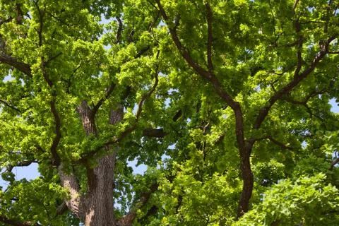 Green Oak Tree Leaves In Sunny Day Nature Background Wallpaper Stock Photos