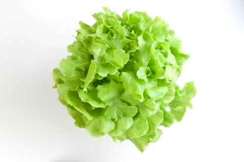 Green Oak Vegetable salad Stock Photos