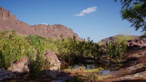 Green Oasis in Moroccan Desert with Trees Rocks and Natural Water Stream Stock Footage 332619217