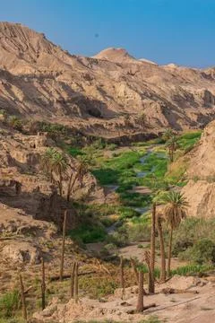 Green oasis with palm trees and river in the middle of a desert canyon Stock Photos