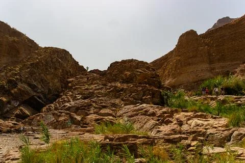 Green Oasis Stream Flows Through UAE Wadi Stock Photos