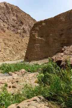 Green Oasis Stream Flows Through UAE Wadi Foto stock