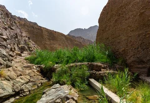 Green Oasis Stream Flows Through UAE Wadi Stock Photos