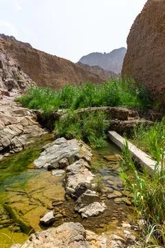 Green Oasis Stream Flows Through UAE Wadi Foto stock